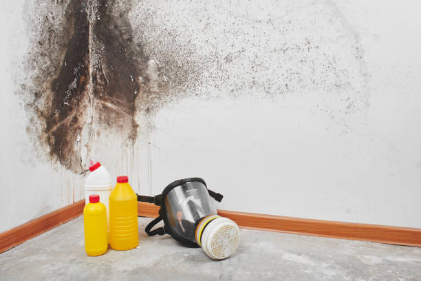 Best Mold Damage Repair  in Batesville, TX