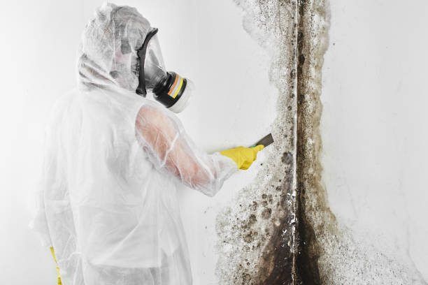 Best Mold Testing  in Batesville, TX