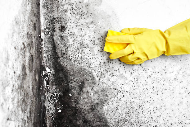 Best Home Mold Removal  in Batesville, TX