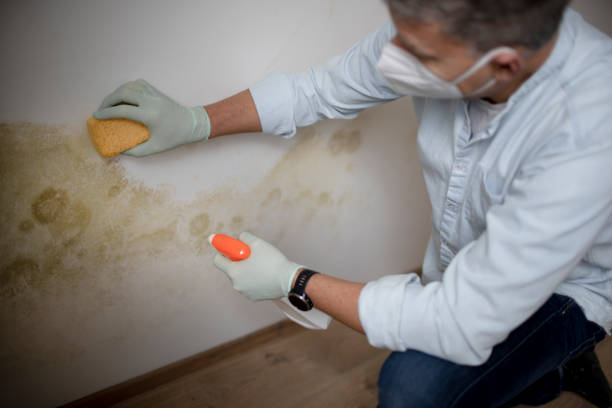 Best Attic Mold Removal  in Batesville, TX