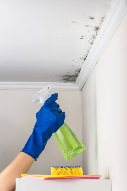 Best Commercial Mold Removal  in Batesville, TX