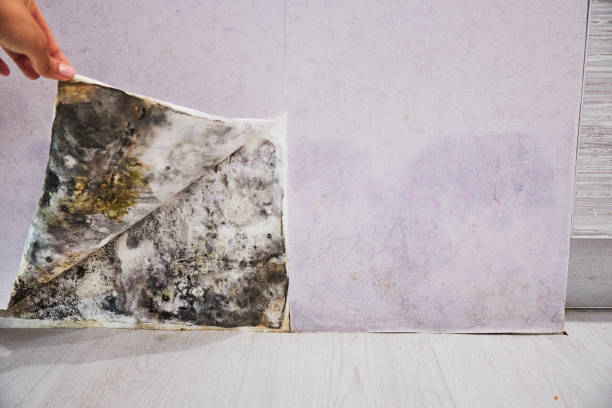 Best Commercial Mold Removal  in Batesville, TX